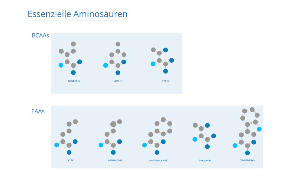 Warum Bcaas Sinnlos Sind Dem Bcaa Mythos Auf Der Spur Sportbionier